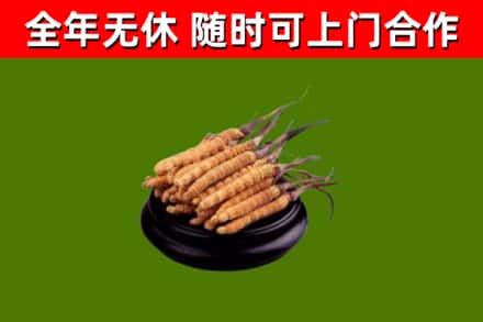 永仁县烟酒回收冬虫夏草.jpg